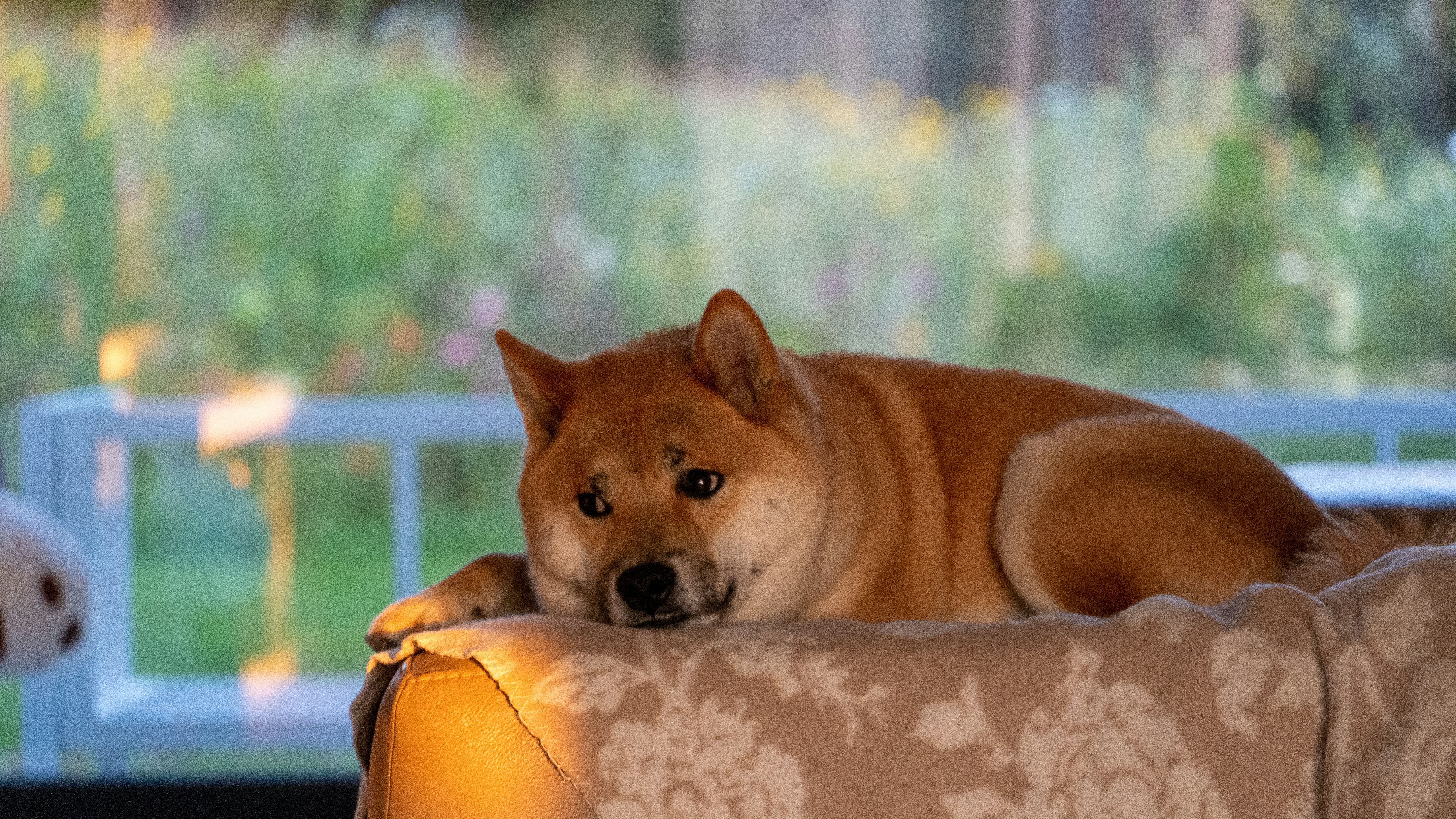 🚨 LEASH Investigation – How Supply Changed Despite “Renounced” Claims