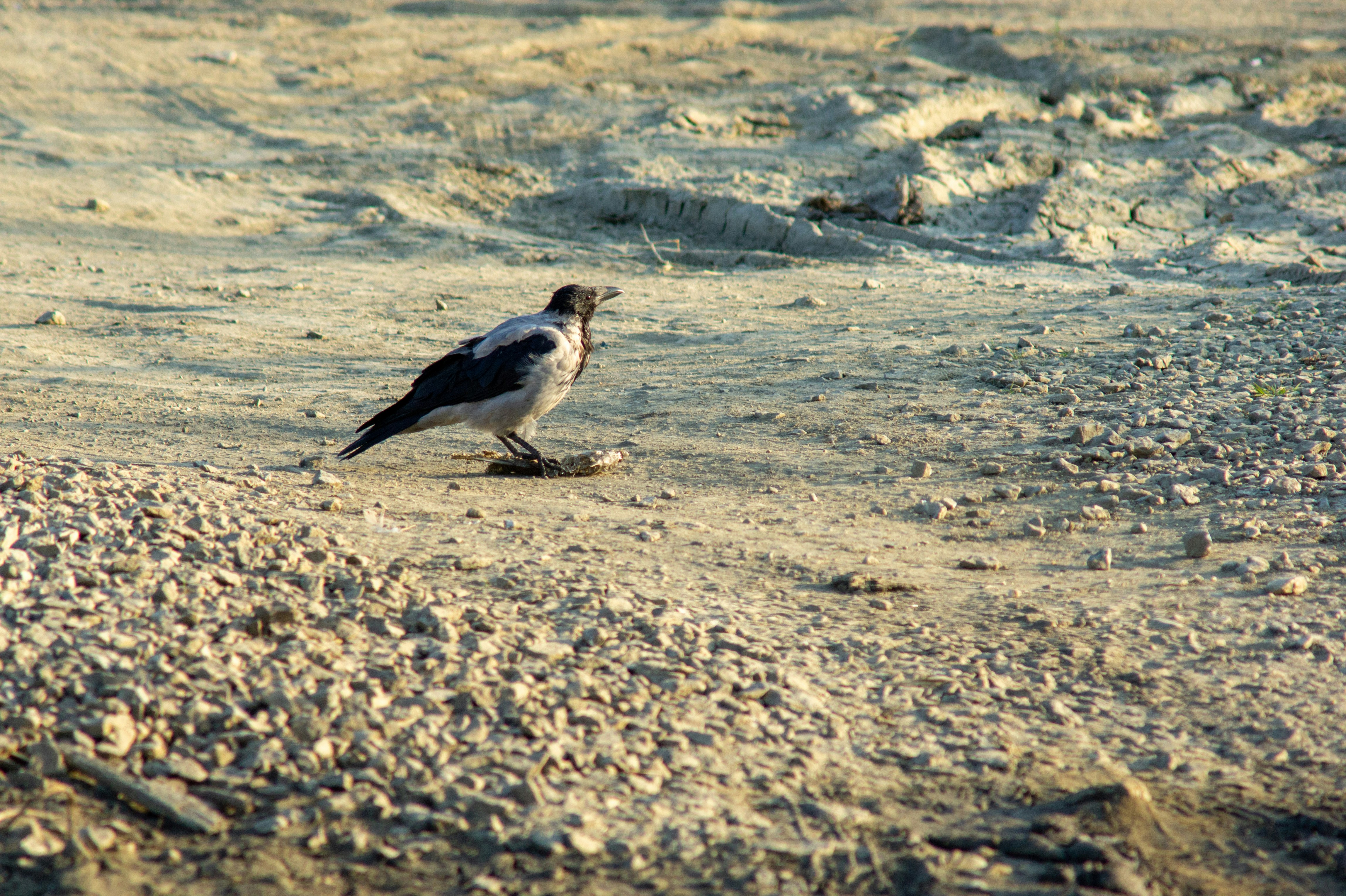 white and black bird on brown sand during daytime