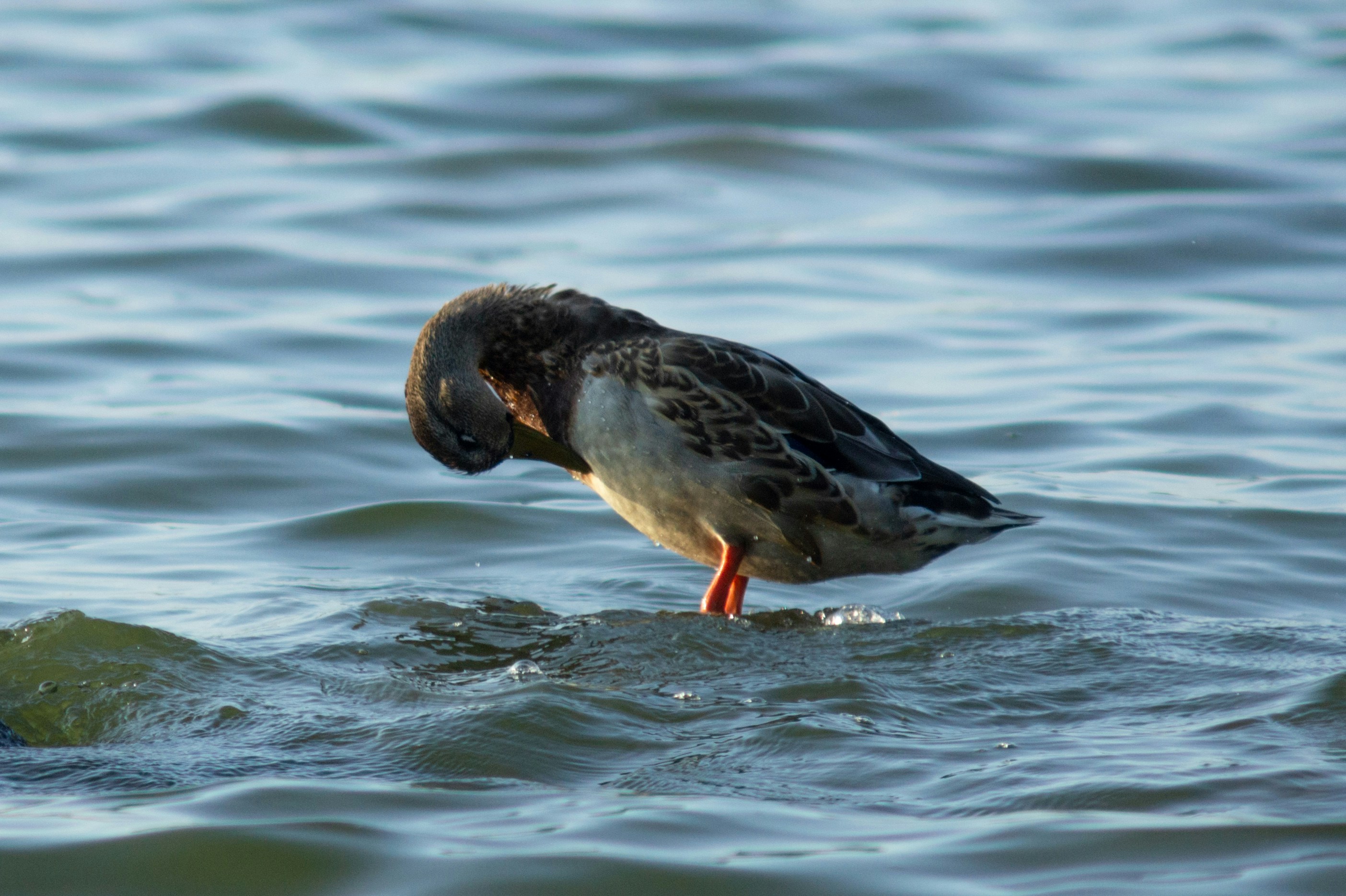 black and white duck on water during daytime