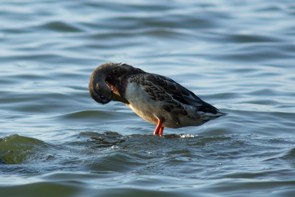 black and white duck on water during daytime