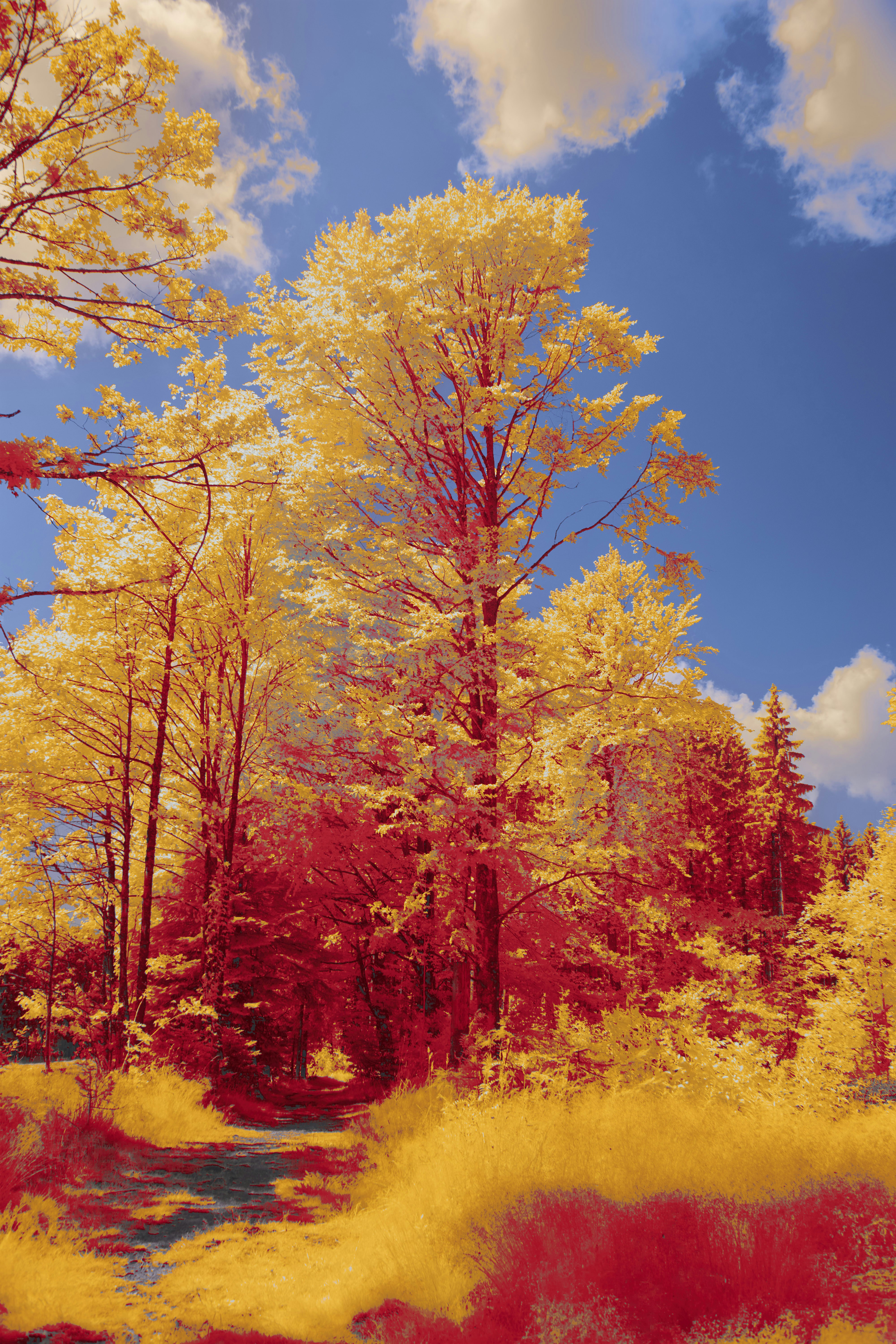 Photo by wolfgang_hasselmann