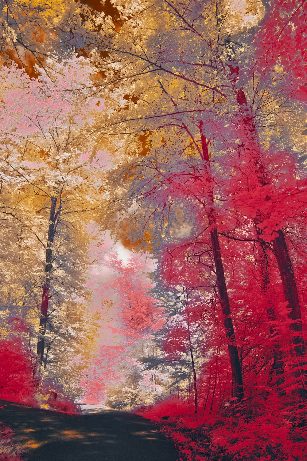 brown trees with red leaves