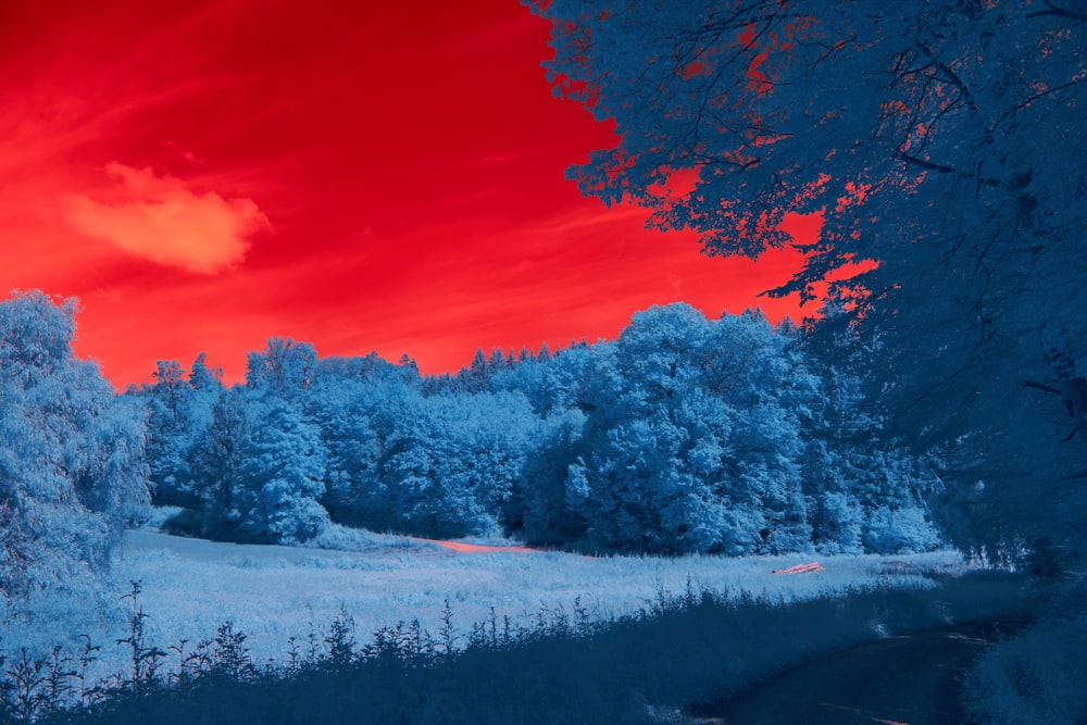 snow covered trees during sunset