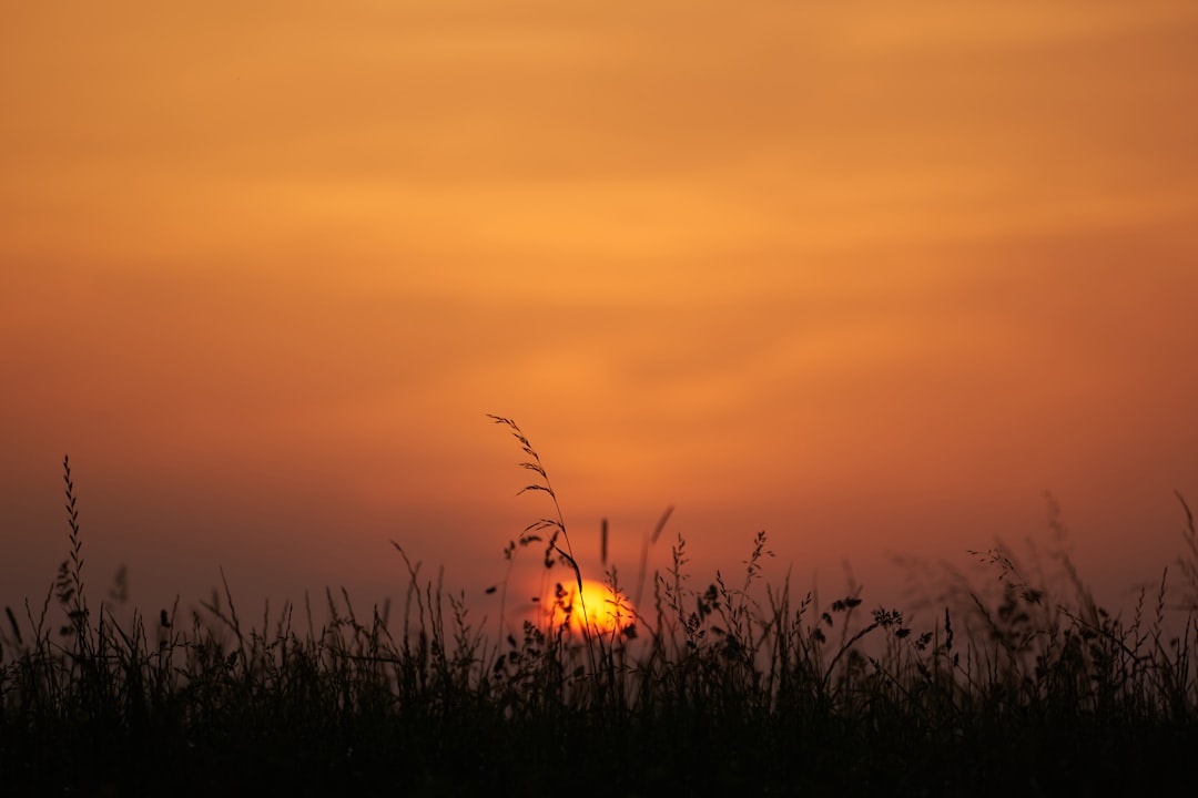 silhouette of grass during sunset