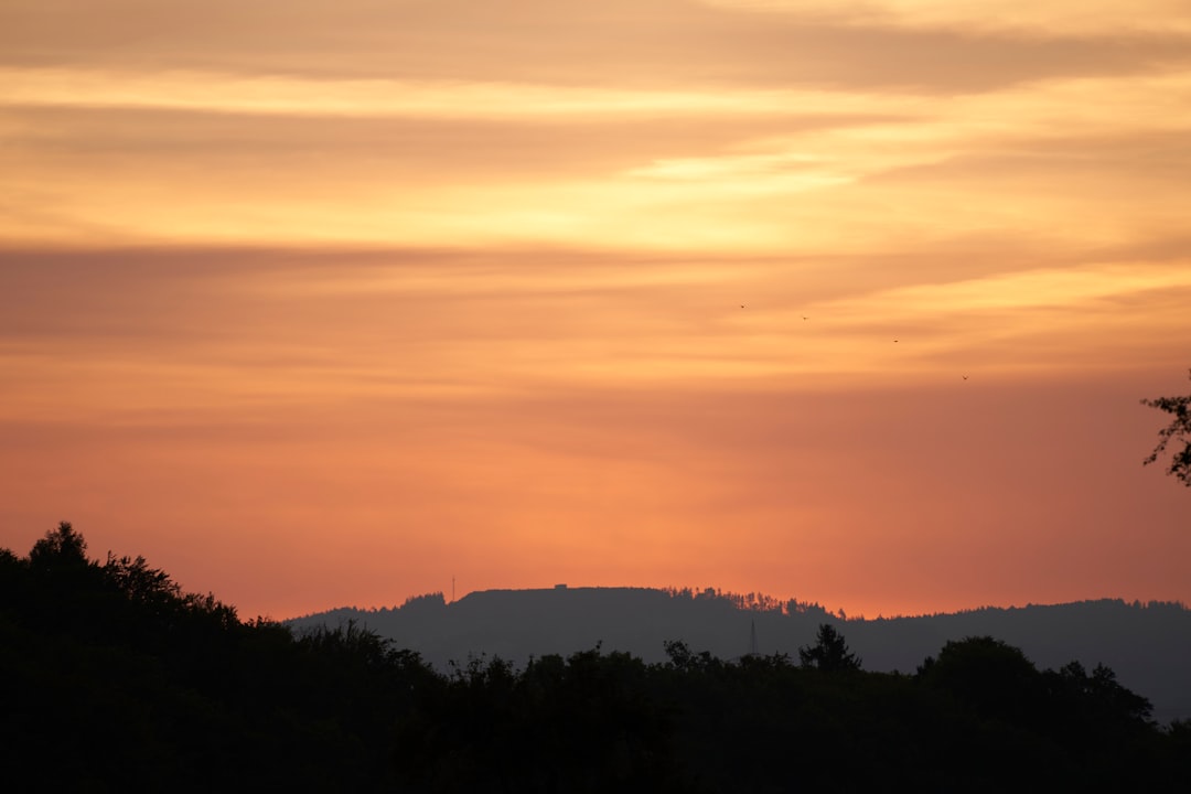 silhouette of trees during sunset