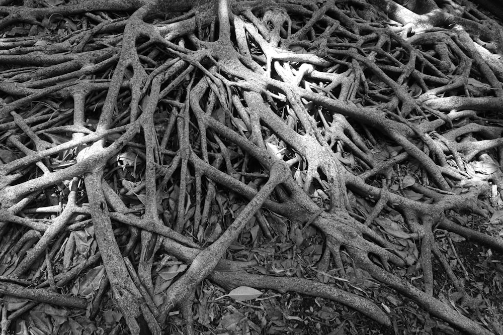 grayscale photo of tree branches