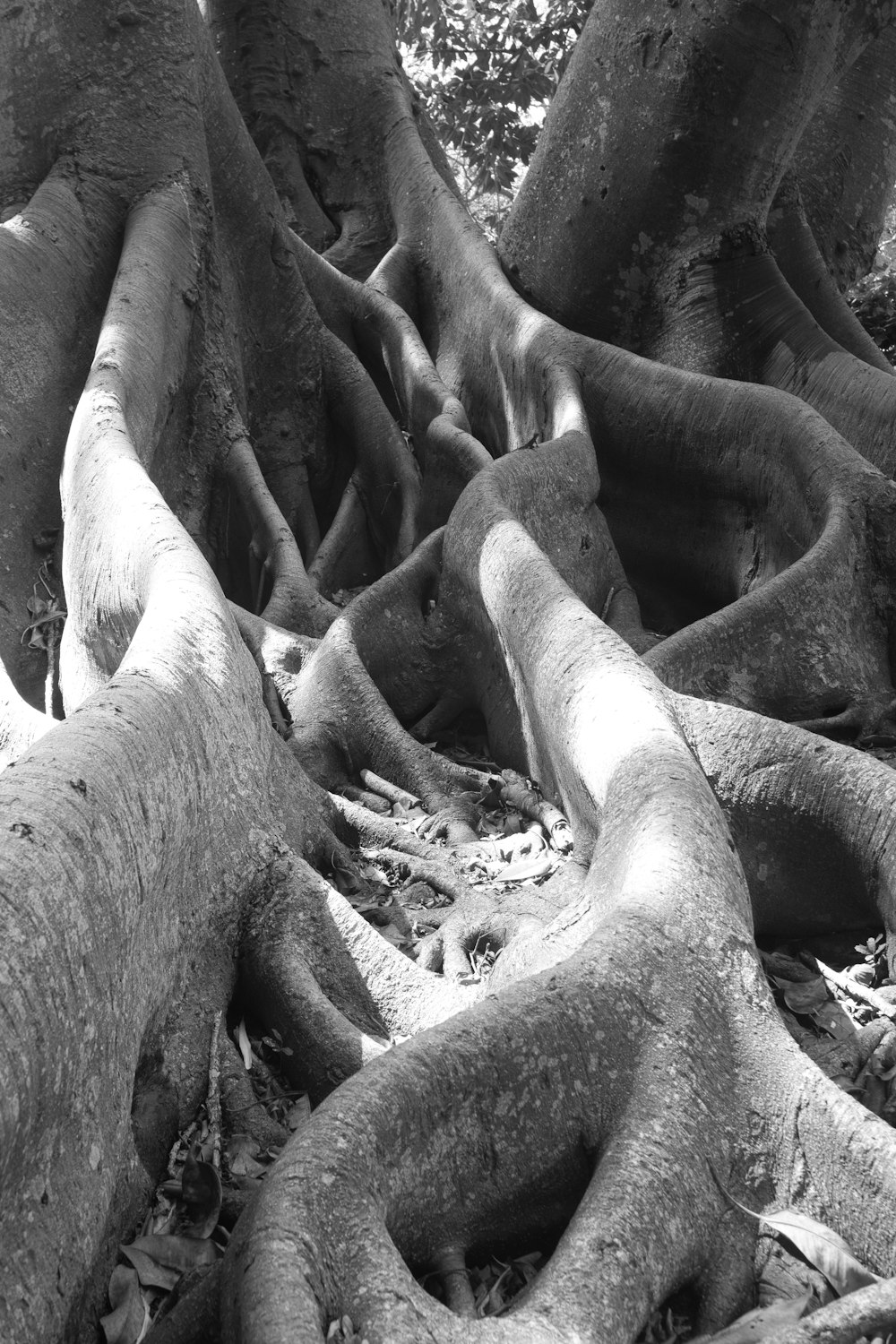 grayscale photo of tree trunk