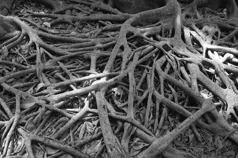 grayscale photo of tree branches