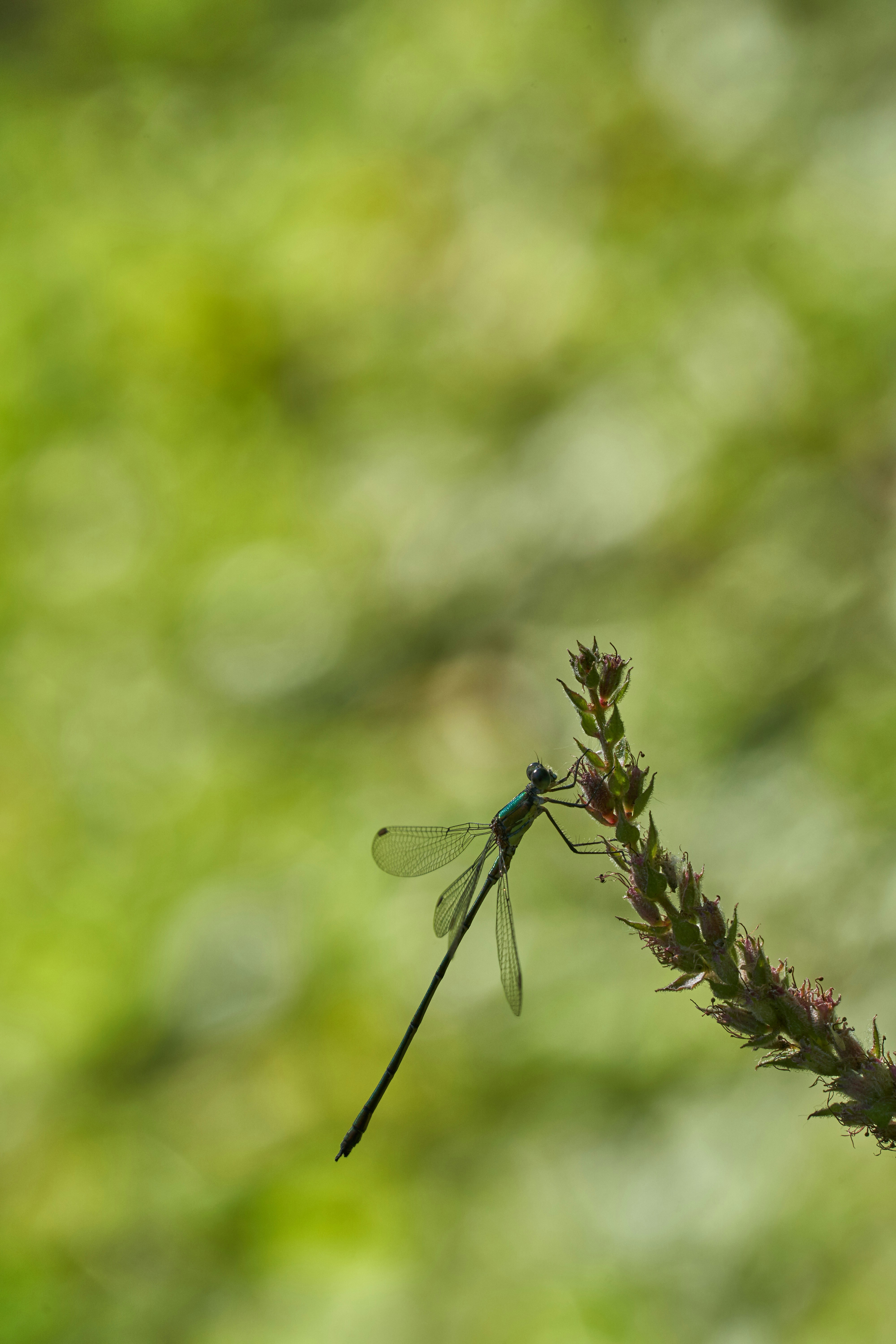 Photo by wolfgang_hasselmann