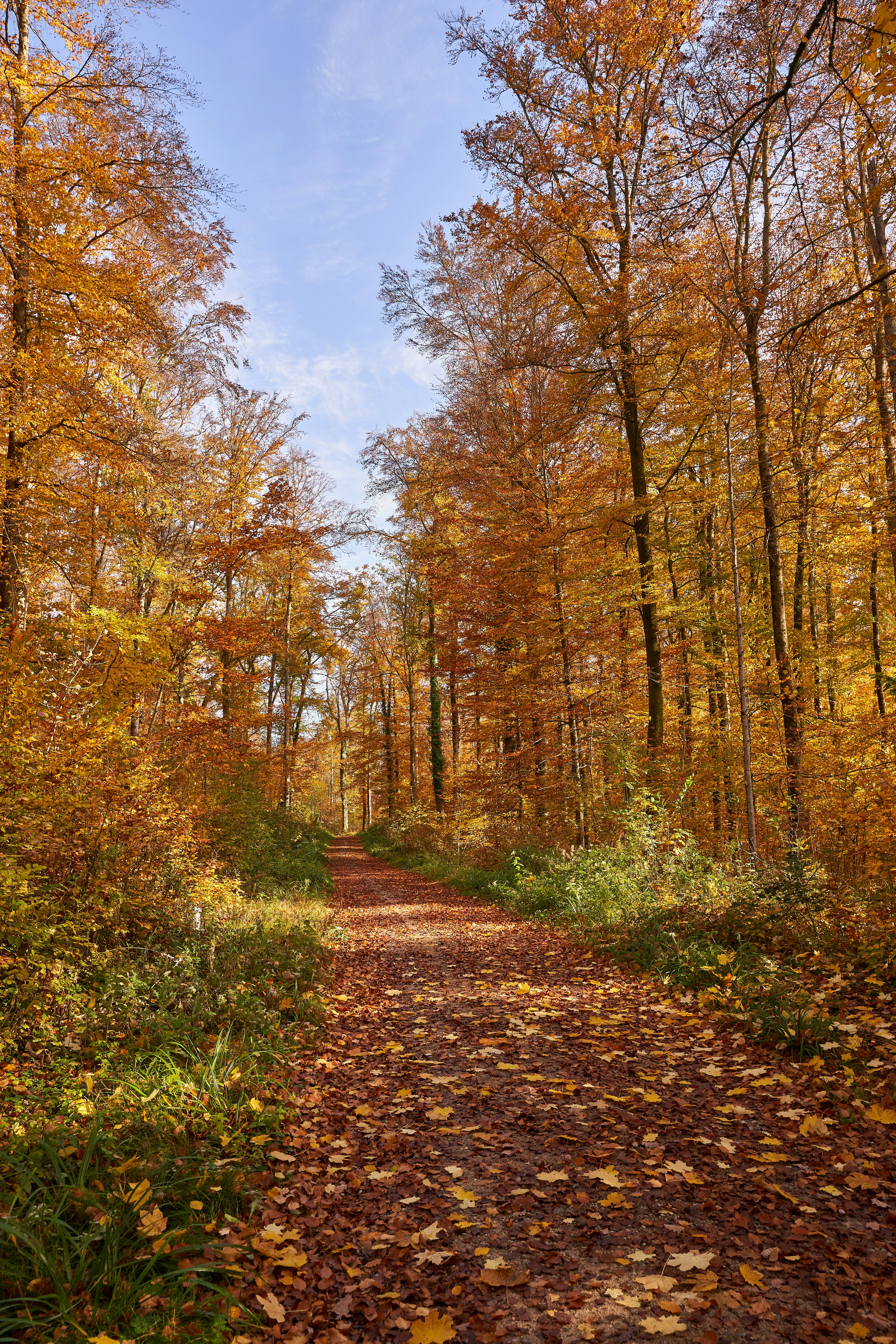 Photo by wolfgang_hasselmann