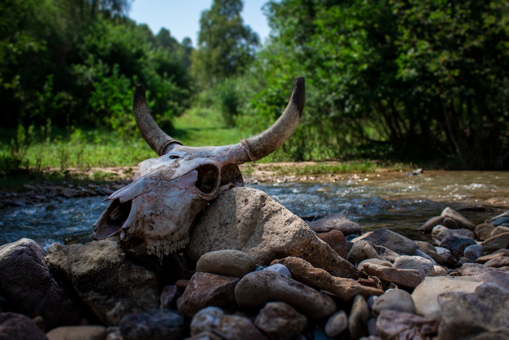 日中の川近くの灰色の岩の上の茶色と灰色の動物の頭蓋骨