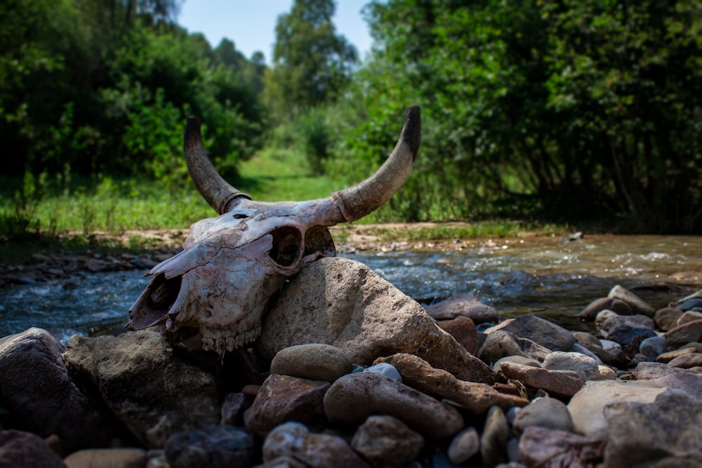 brown and gray animal skull on gray rocks near river during daytime