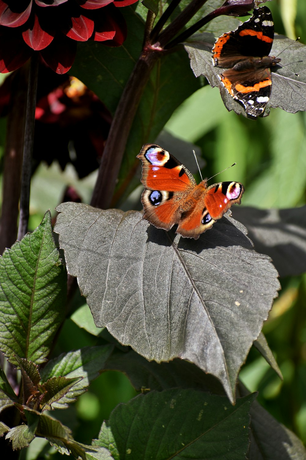 peacock butterfly perched on green leaf in close up photography during daytime