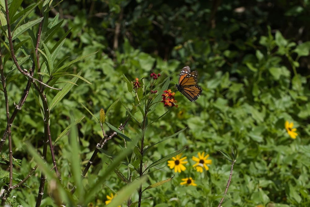 monarch butterfly perched on yellow flower during daytime