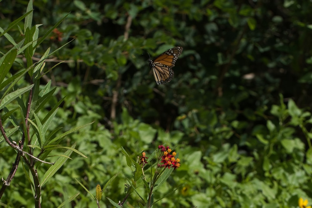 tiger swallowtail butterfly perched on red flower during daytime