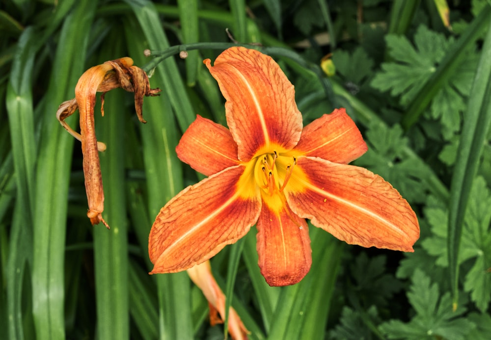 orange flower in macro shot