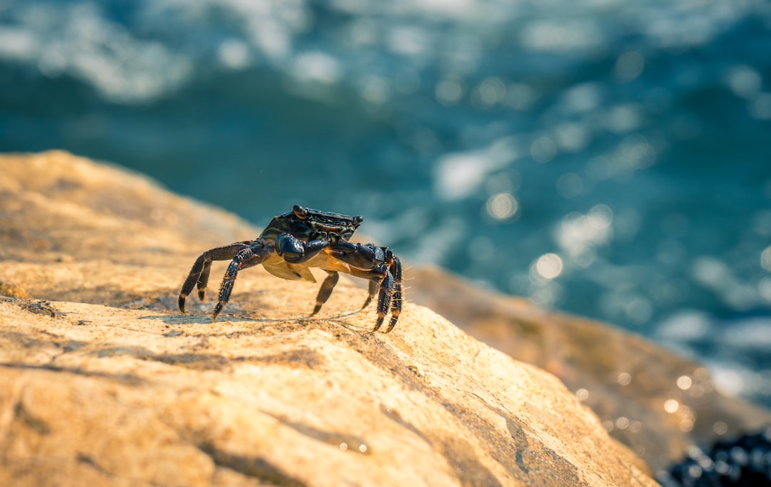 black and brown crab on brown rock