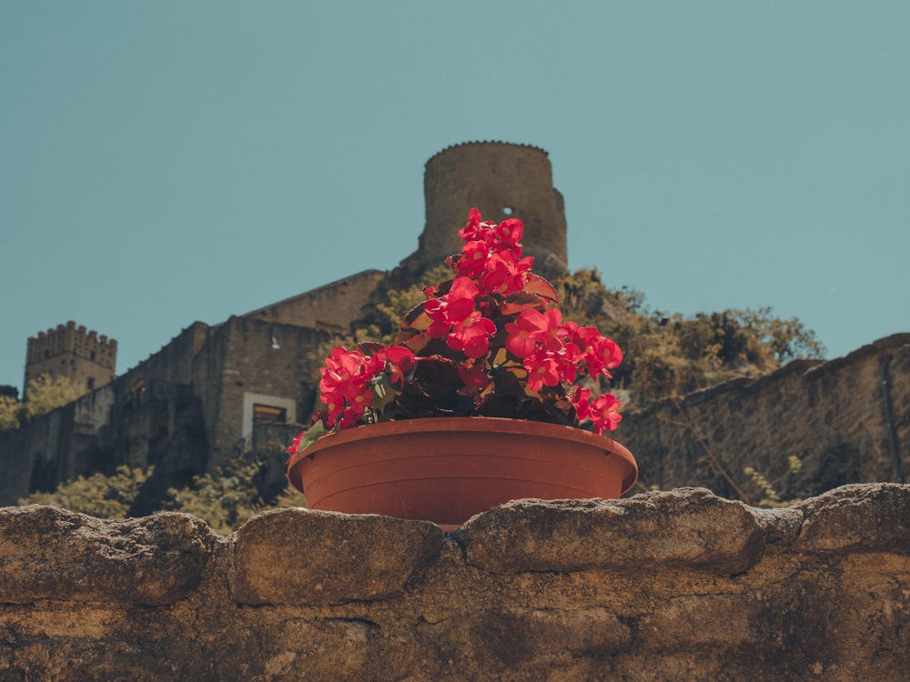 red flowers in brown clay pot