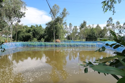A small pond surrounded by greenery, featuring a blue mesh fence around it. Trees and plants are visible in the distance, with blue skies overhead. Leaves from nearby plants are seen in the foreground.