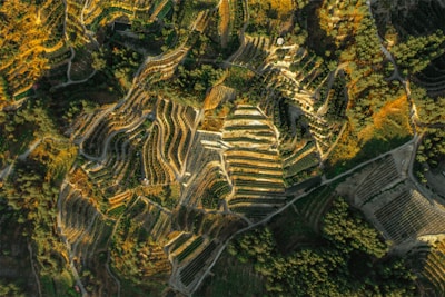 Aerial view of a hilly landscape with terraced fields. The terraces appear to be used for agriculture, likely farming or vineyards. The terrain is a mix of green vegetation and areas turning orange or yellow, indicating possibly the change of seasons. There are pathways cutting through the terraces, and the entire scene is bathed in warm sunlight, creating distinct shadows and highlights.