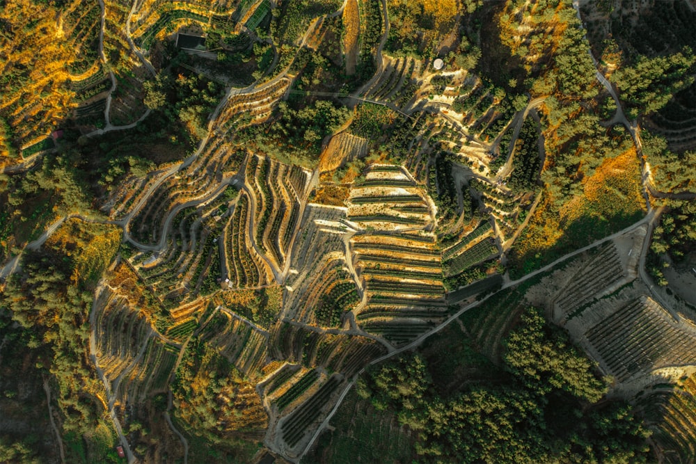 aerial view of green trees during daytime