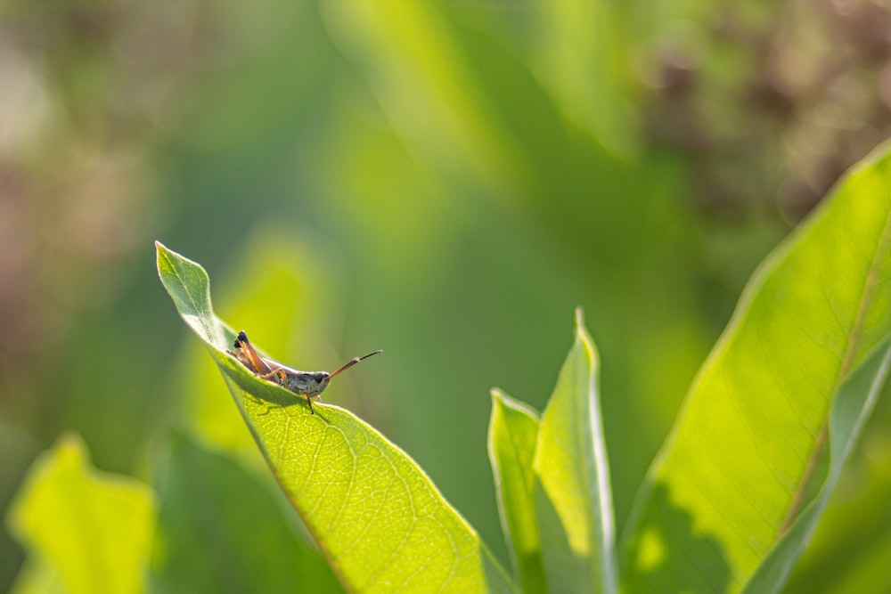 brown insect on green leaf