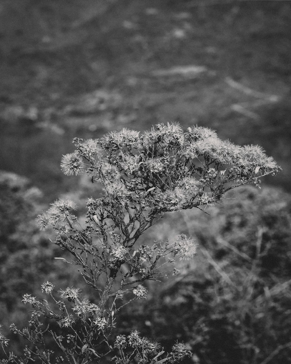 grayscale photo of plant with snow
