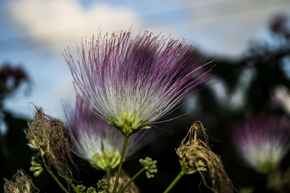 purple flower in tilt shift lens