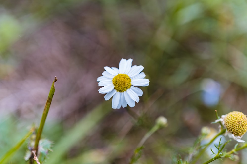 white daisy in bloom during daytime