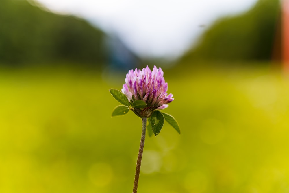 purple flower in tilt shift lens