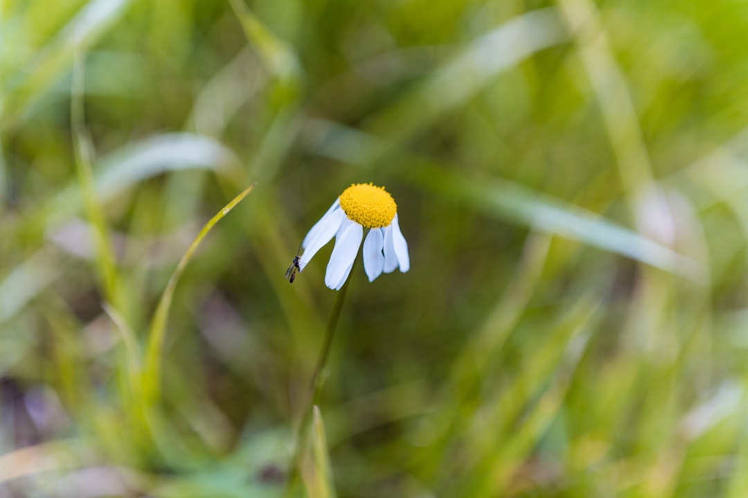 white and yellow daisy in bloom during daytime