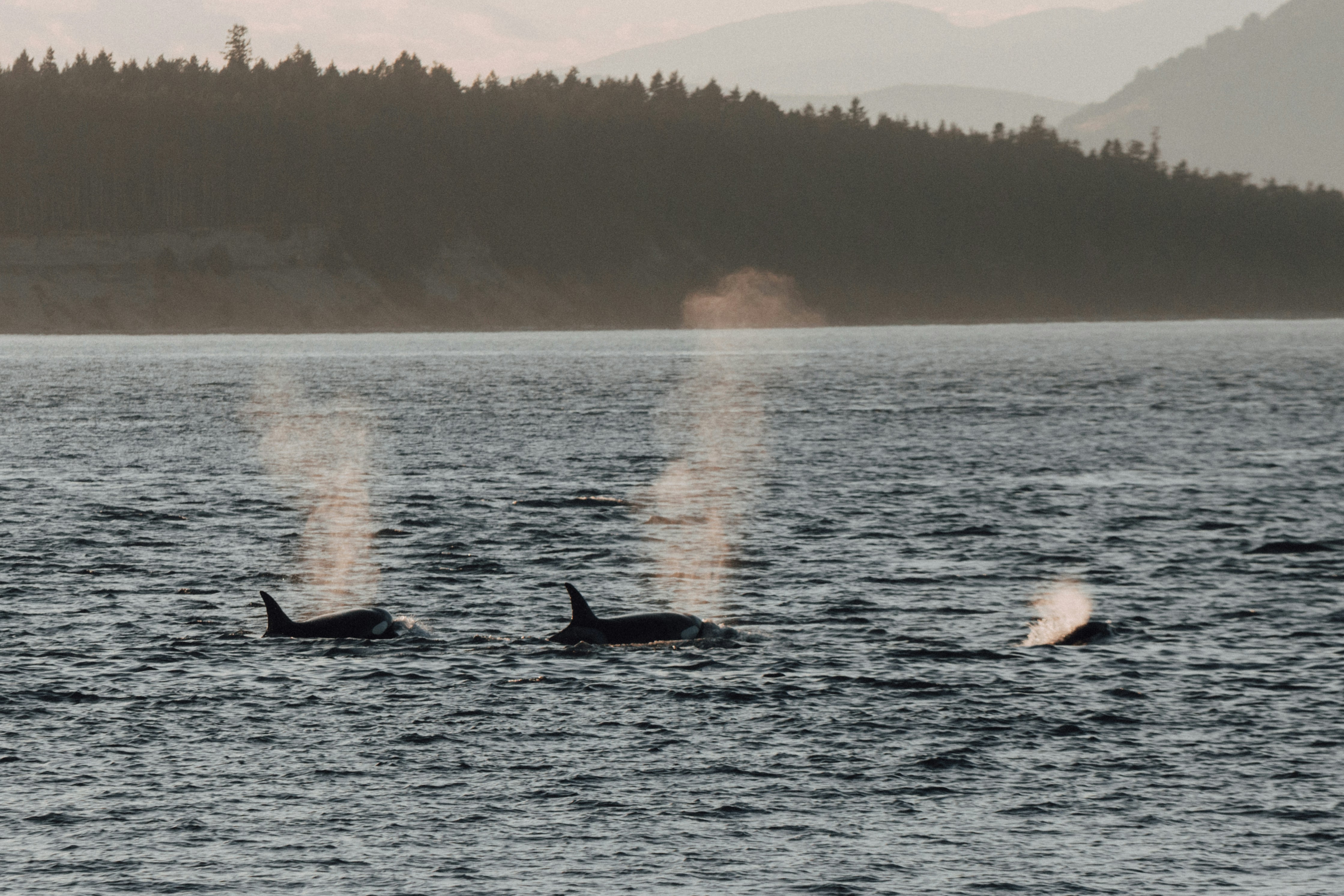 Orcas swimming in the Pacific Ocean near Victoria, BC