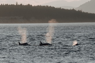 2 dolphins in body of water during daytime
