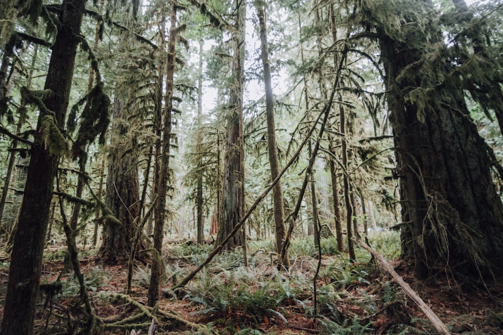 brown and green trees during daytime