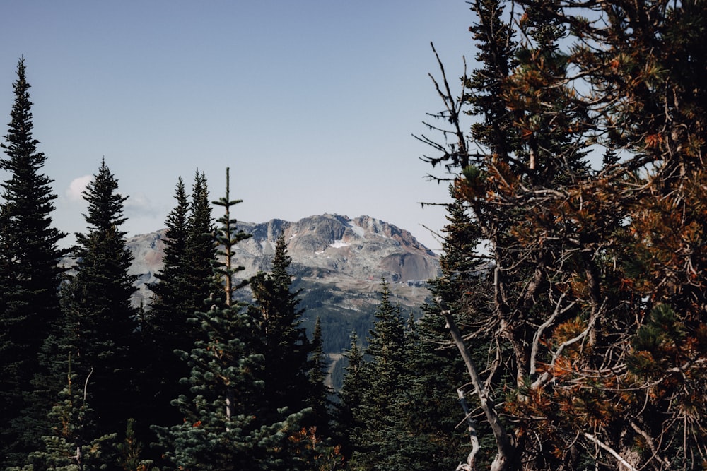 green pine trees near snow covered mountain during daytime