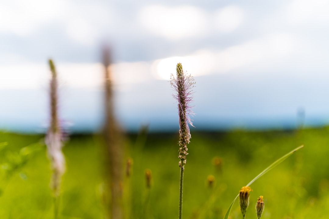 brown wheat in close up photography