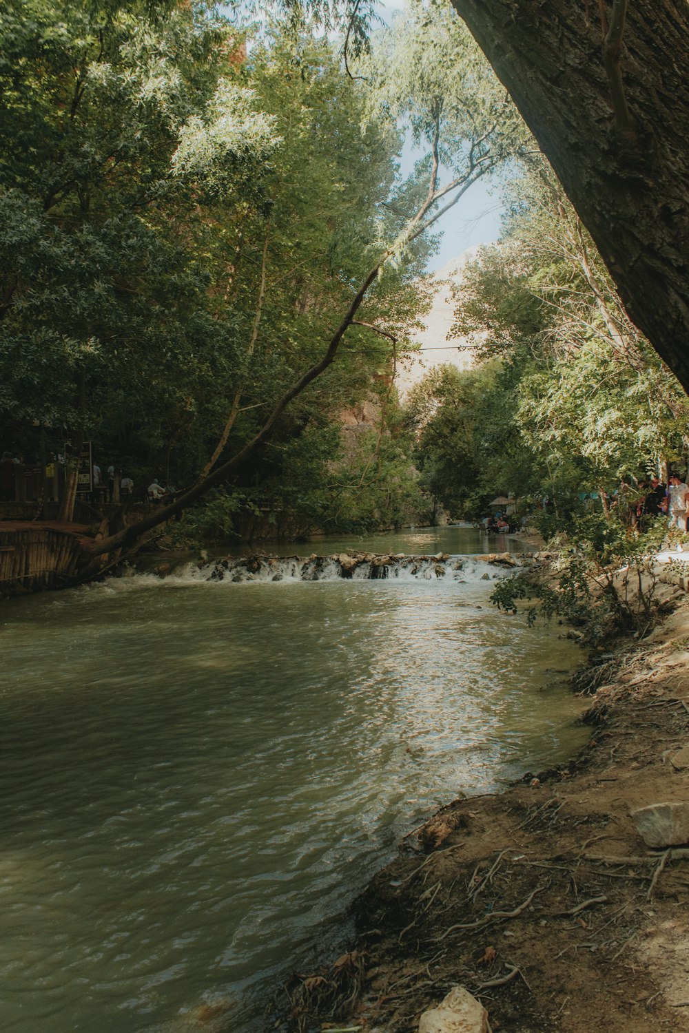 river between trees during daytime