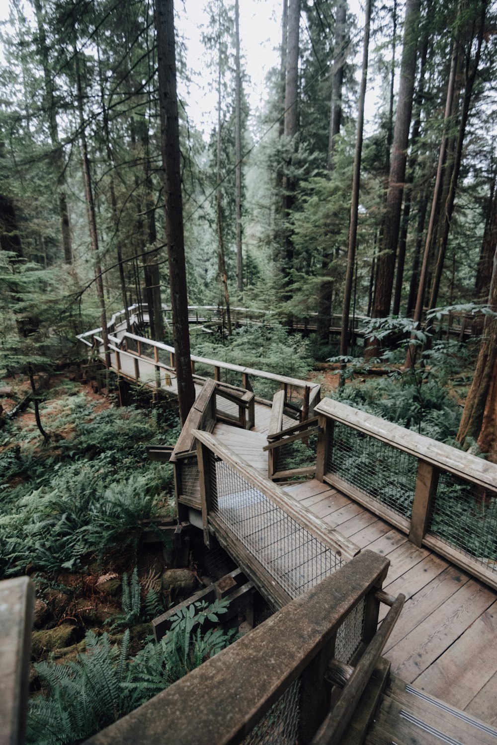 brown wooden bridge in the woods