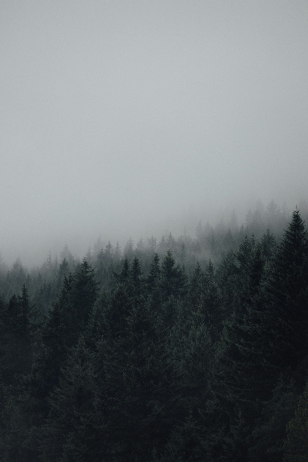 green trees covered by fog