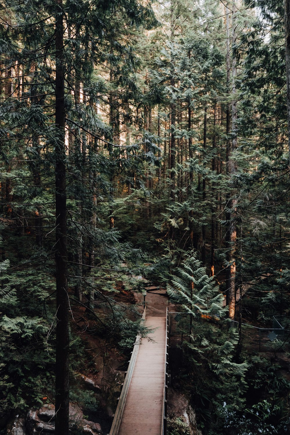 green trees on forest during daytime