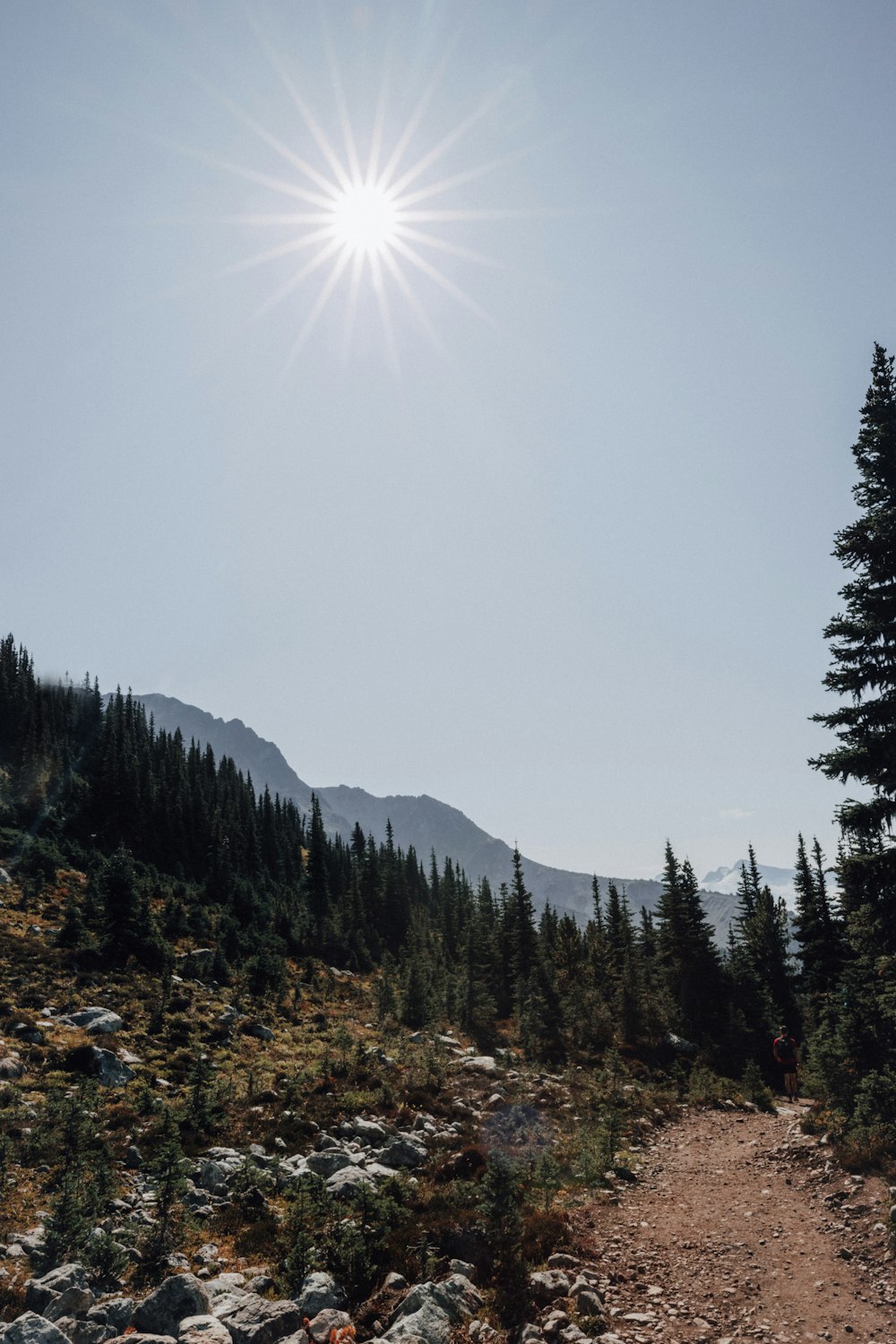 green pine trees on brown rocky ground under blue sky during daytime