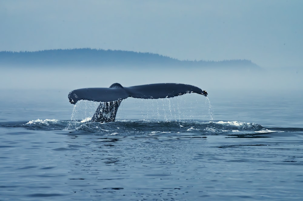 whale in the middle of ocean during daytime