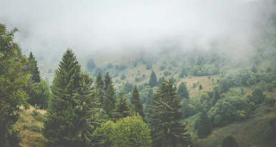 green trees on mountain during daytime