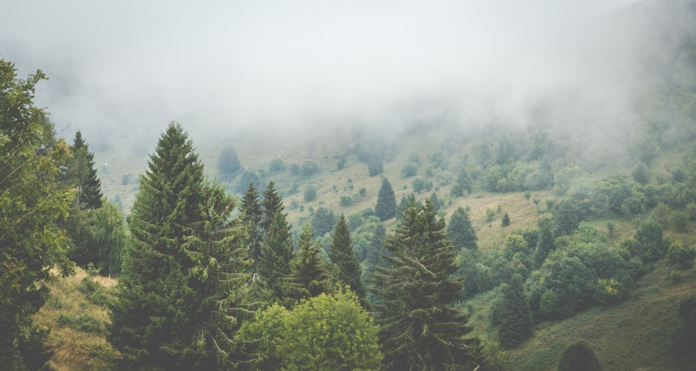 green trees on mountain during daytime