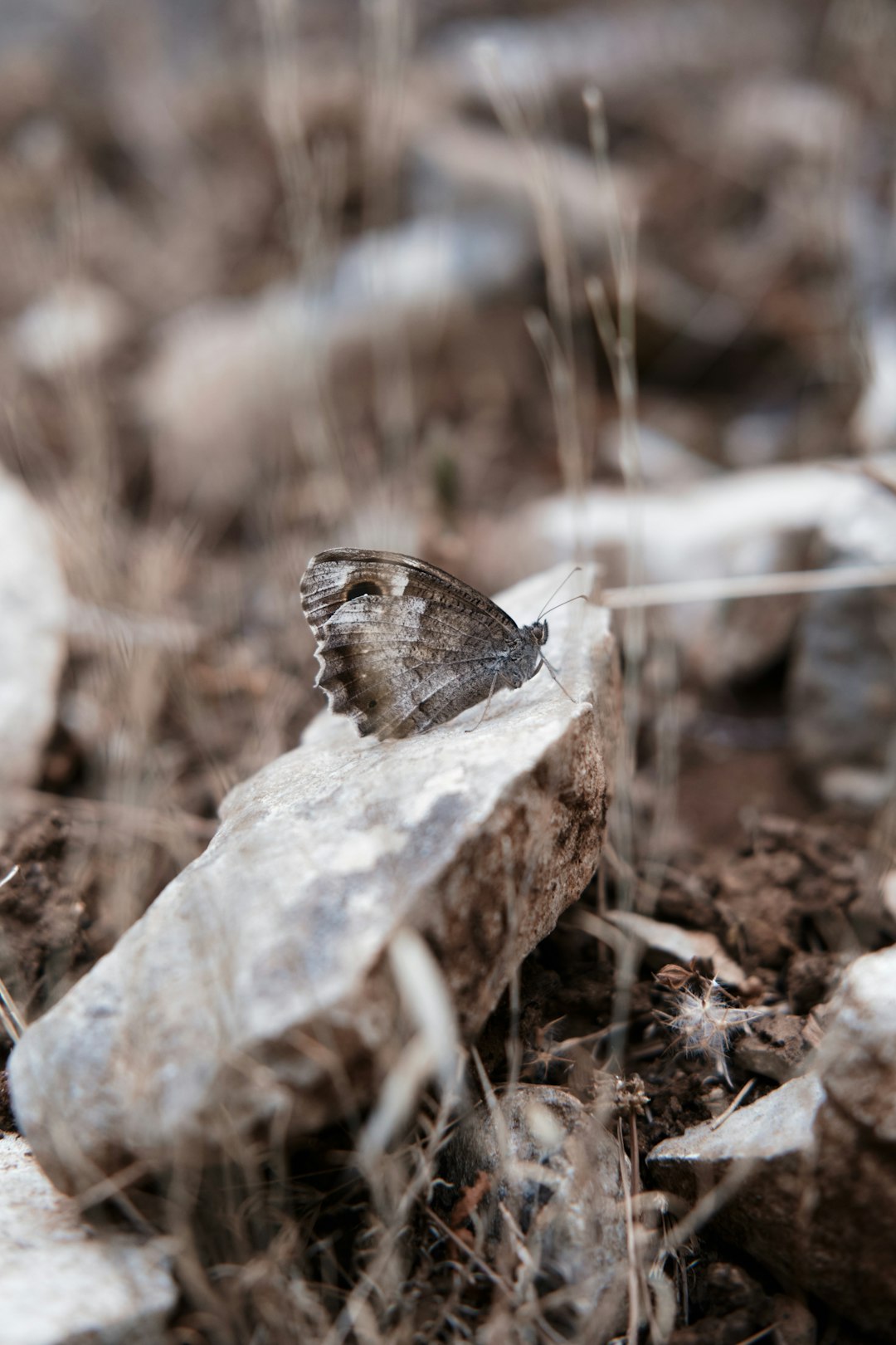 brown and white butterfly on brown wood