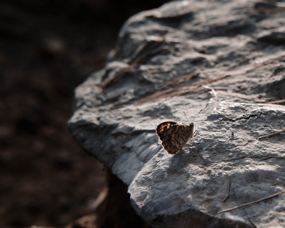 brown and black butterfly on gray rock