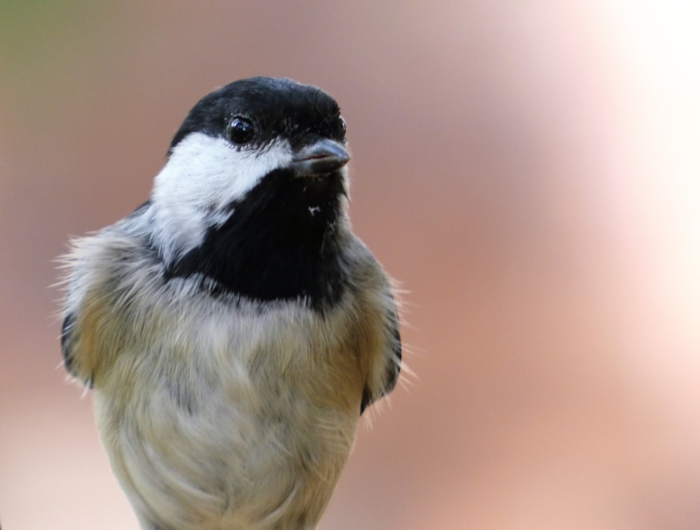 black and white bird on brown tree branch