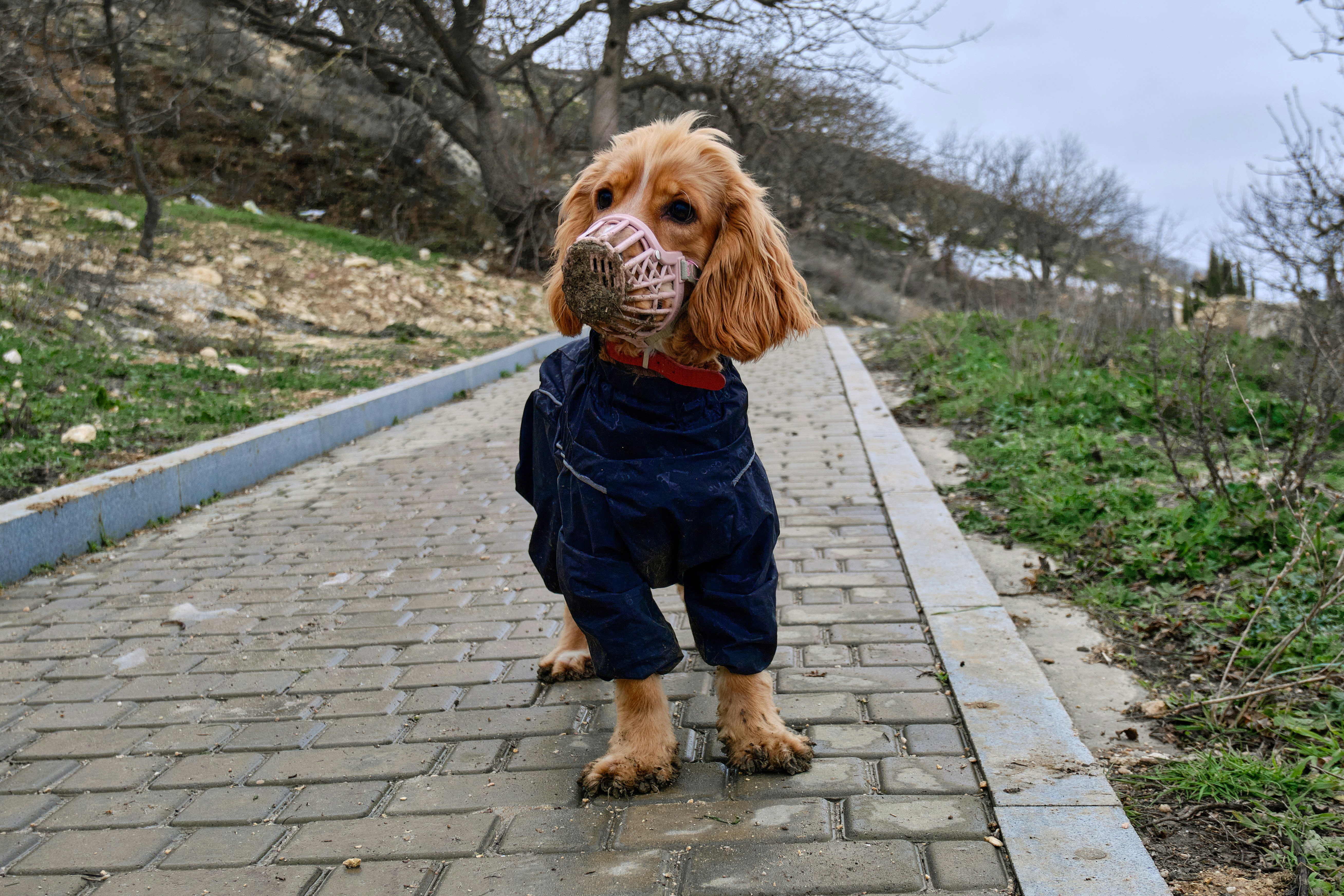 brown long coated dog in blue denim jacket walking on sidewalk during daytime