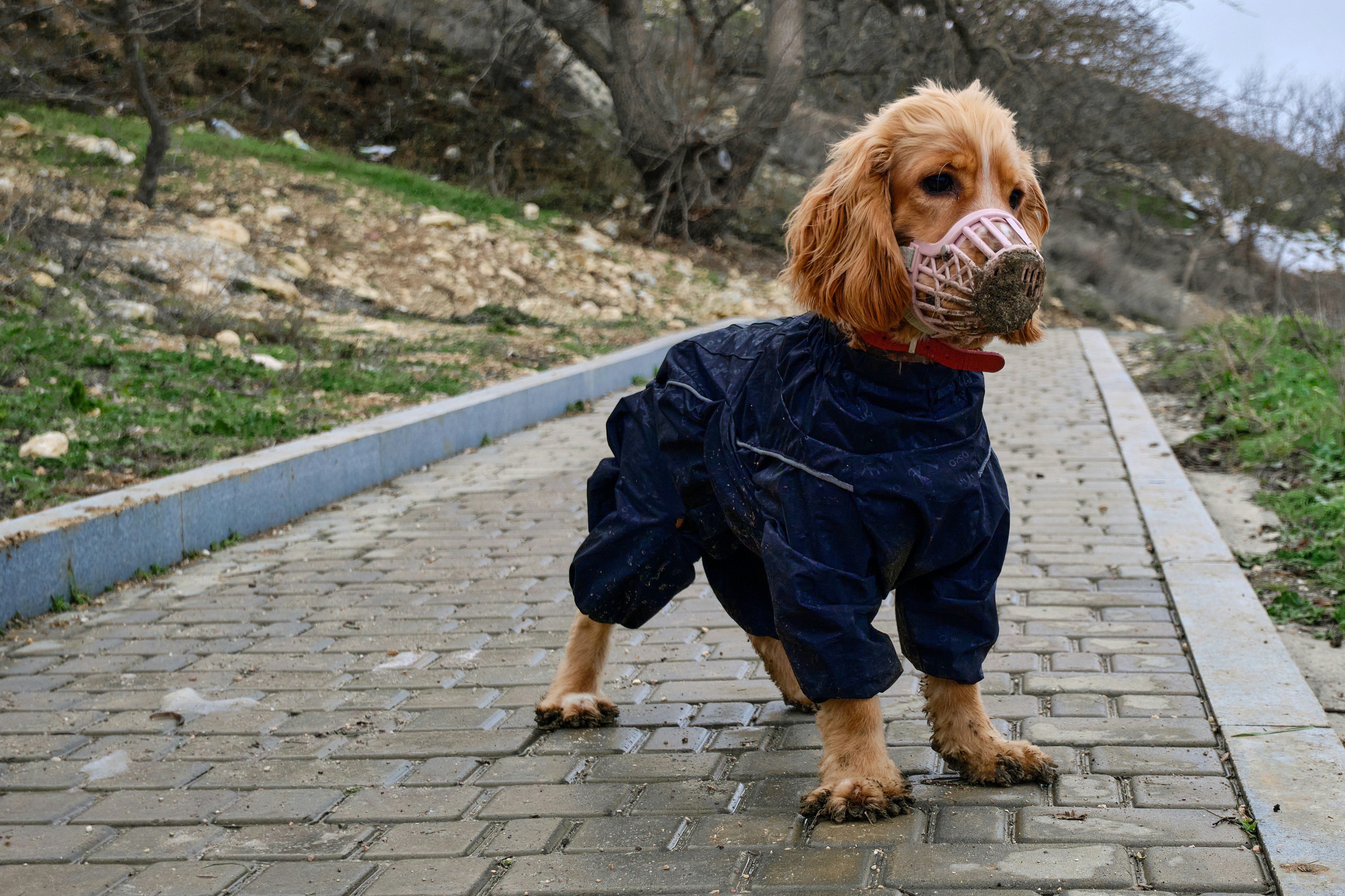 girl in blue jacket holding brown dog
