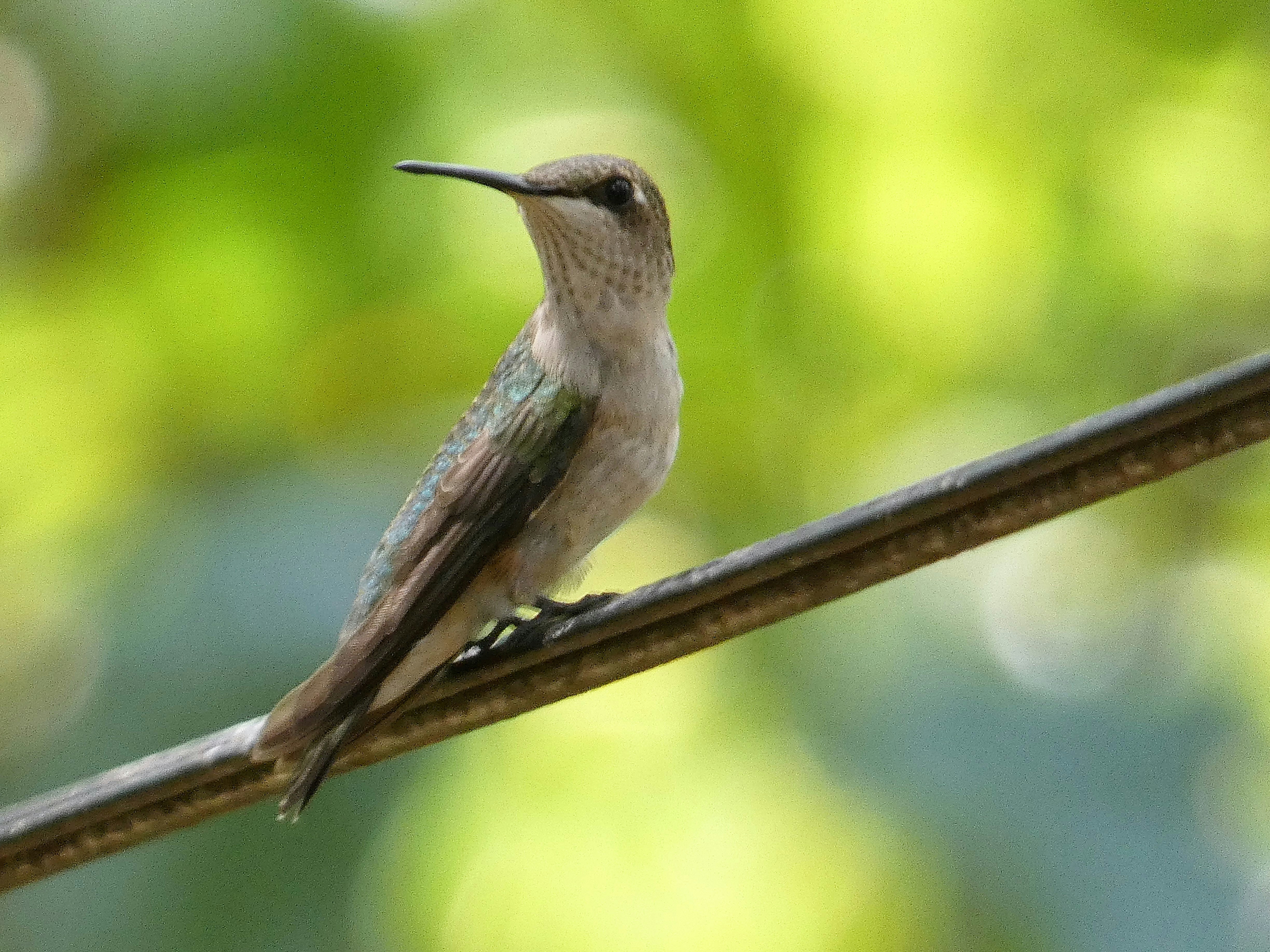 Photo by arkansas007